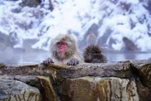 山陰温泉エリアで楽しむ活ガニのすき鍋が味わえる宿は？