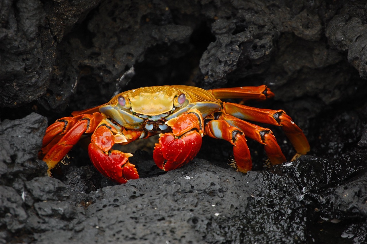 活ガニすき鍋が楽しめる温泉宿でタラバガニ付きのおすすめは？