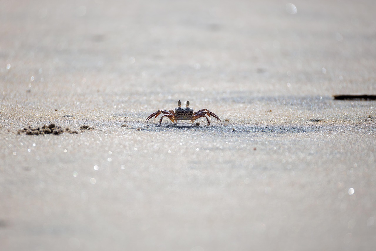 活ガニを使ったすき鍋と温泉宿のカニフルコースとは？