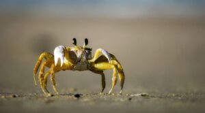 活ガニを楽しむすき鍋付き温泉宿のカニシーズンプランは？