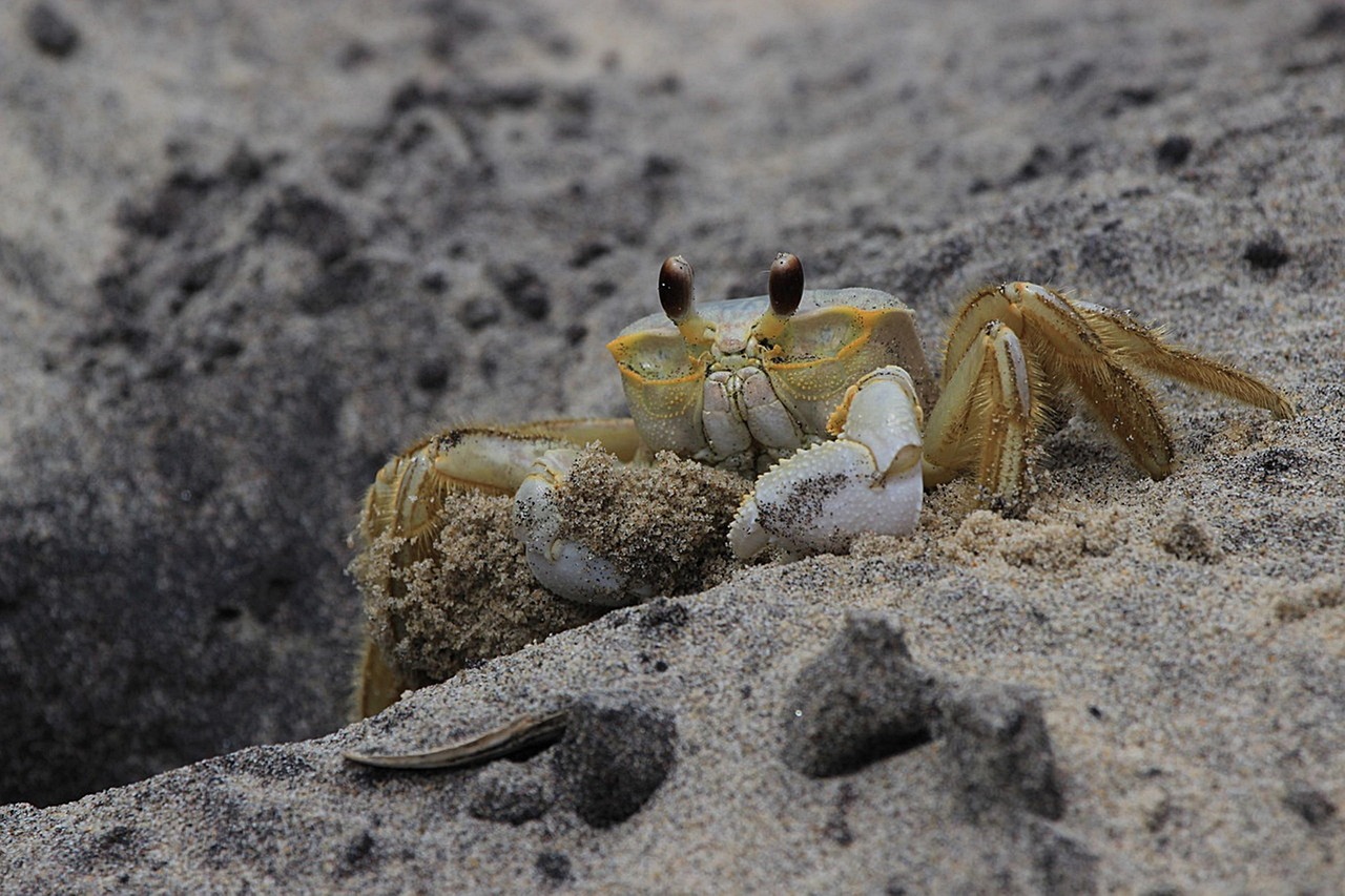活ガニを楽しめるすき鍋が自慢の温泉宿はどこ？