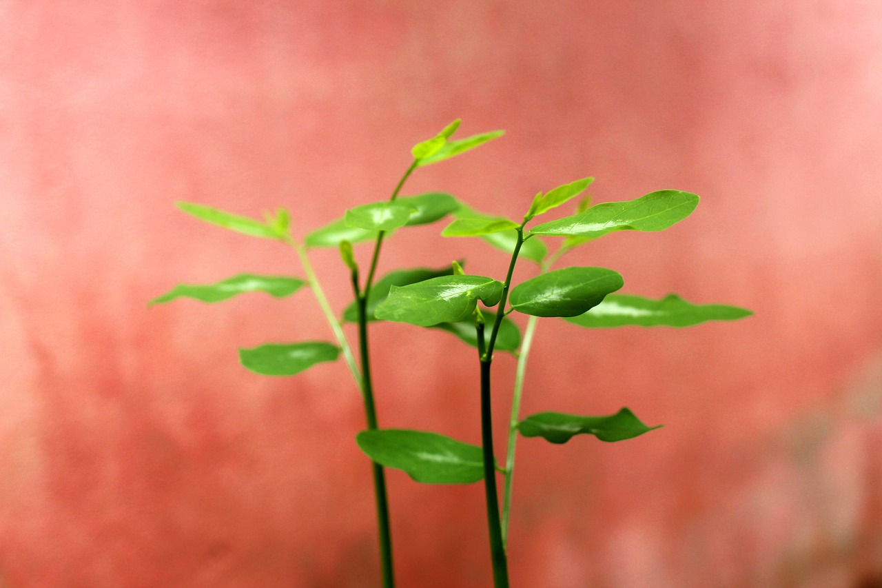 活ガニを楽しめるすき鍋付き温泉宿での長寿祝い旅行はどこがおすすめ？