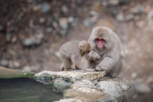 活ガニとかにすき鍋を楽しめる温泉旅館の駅送迎ありのおすすめは？
