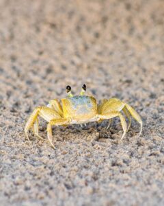 活ガニとかにすき鍋を楽しむ温泉旅館での交通遅延によるキャンセルはどうする？