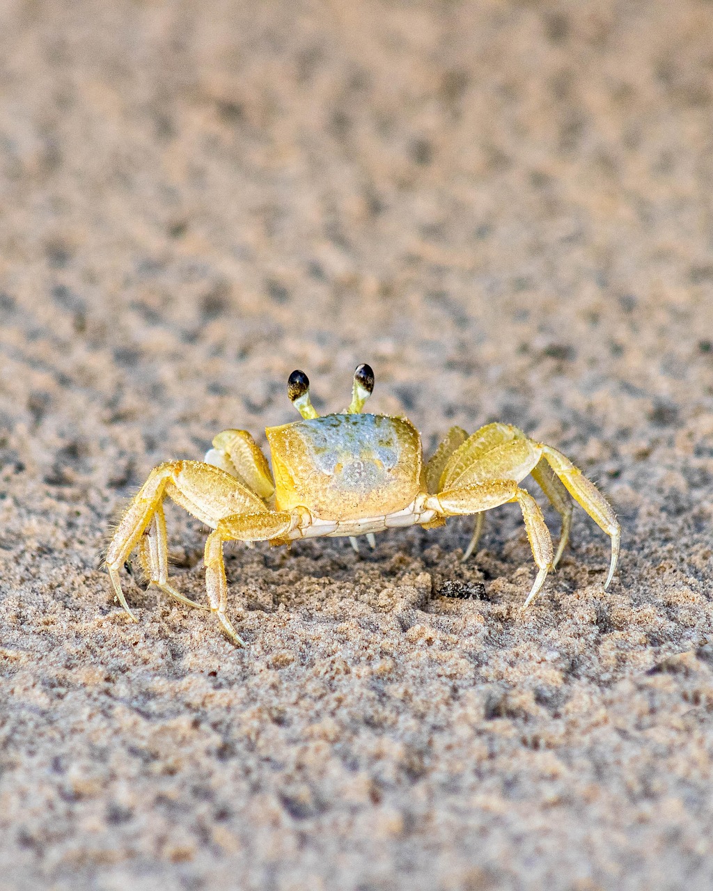 活ガニを使ったかにすき鍋が楽しめる温泉旅館で松葉ガニを味わうには？