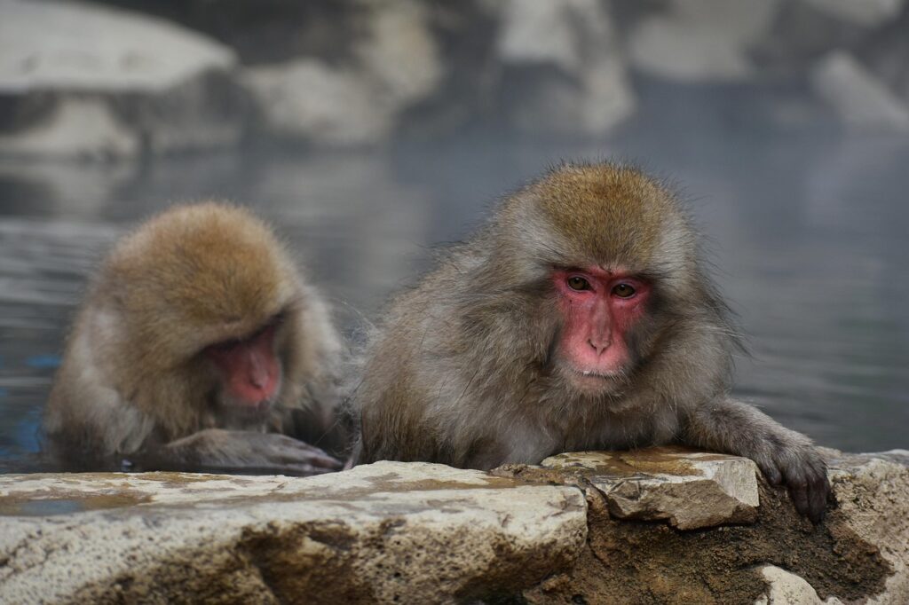 活ガニとかにすき鍋を楽しめる温泉宿の露天風呂予約は競争が激しい？