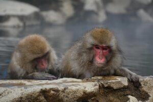 活ガニとかにすき鍋を楽しめる温泉宿の露天風呂予約は競争が激しい？