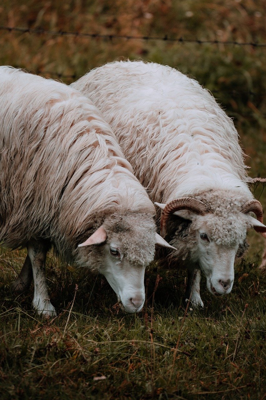 活ガニを使ったかにすき鍋を楽しむ温泉宿での旅行日程の失敗あるあるとは？