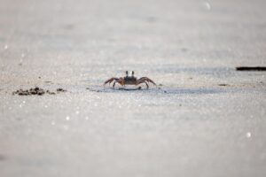 活ガニのかにすき鍋を提供する温泉宿は早い？それとも遅い？