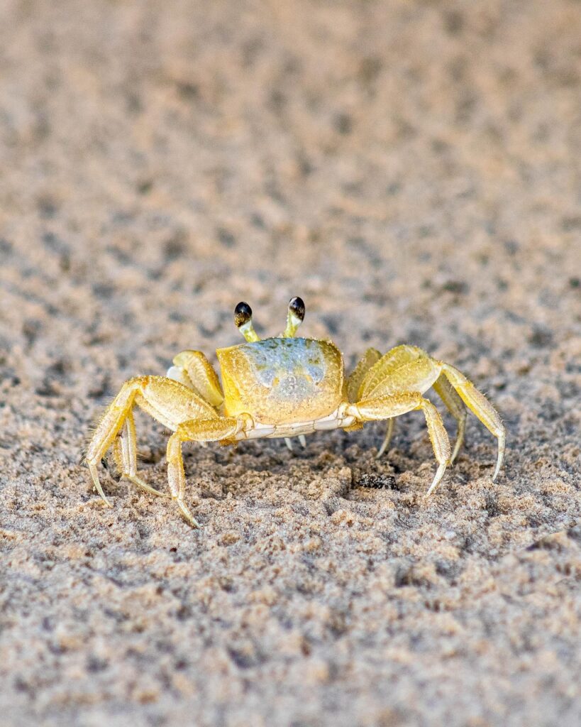 活ガニのかにすき鍋を楽しむ温泉宿の見積もりチェック項目は？